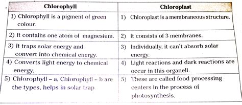 Chlorophyll In Chloroplast