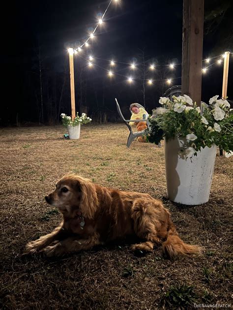 Image result for Laser String for Posts