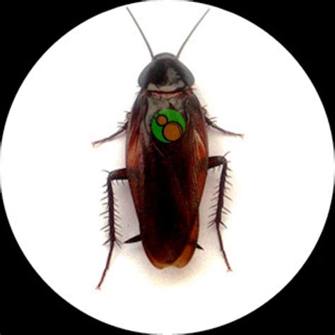 Image result for Cockroach Spray