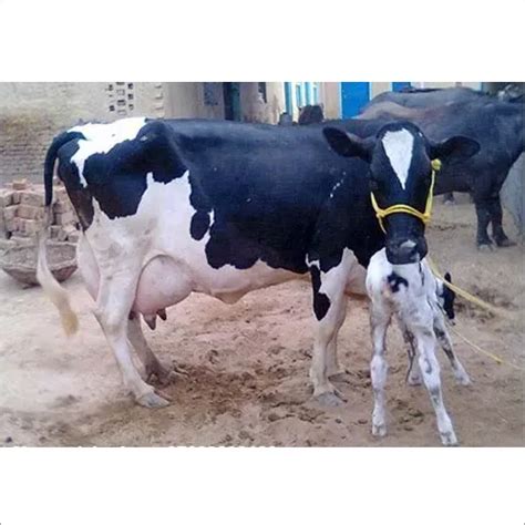 HF Cows/Gogi Dairy Farm
