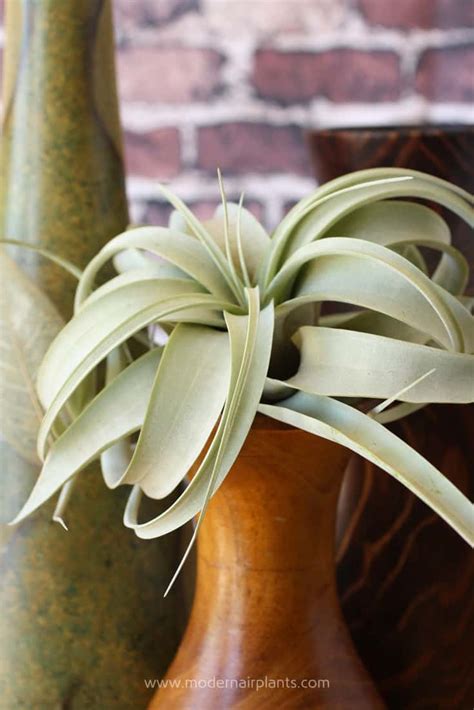How to Grow Air Plants 的图像结果