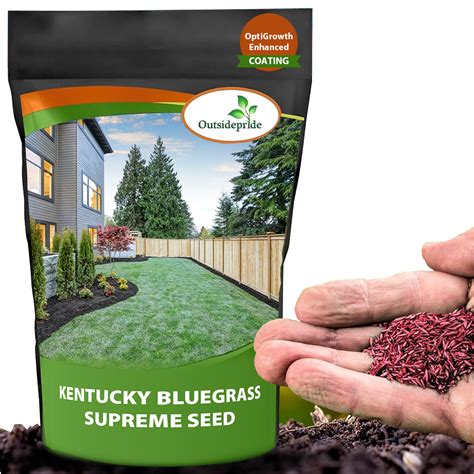 Kentucky Blue Grass Seed - Kentucky Bluegrass Seed Blend