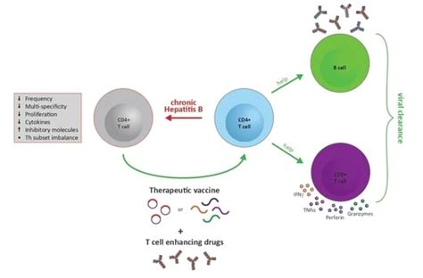 CD4+ T Cells in Chronic Hepatitis B and T Cell-Directed Immunotherapy