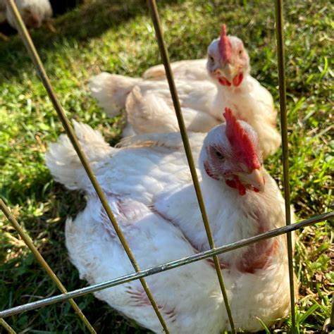 7 Tips for Raising Cornish Cross Chickens - Mama on the Homestead