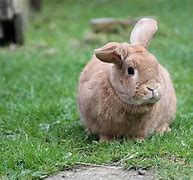 Image result for A Cute Baby Bunny
