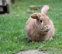 Image result for Cute Animated Bunny Rabbit