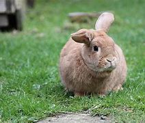 Image result for Newborn Rabbit Baby Bunnies