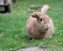 Image result for Cute Bunny 4K Images