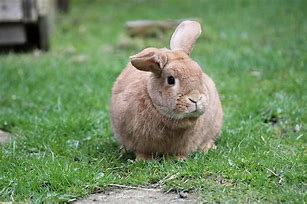 Image result for Cute Baby Bunny Backgrounds