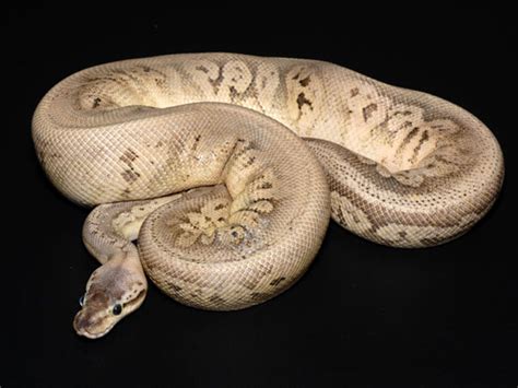 Python 4G Silver 的图像结果