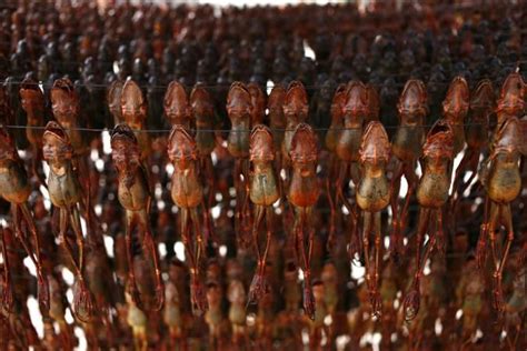 Bizarre: Protected frogs are dried to death to make traditional Chinese ...