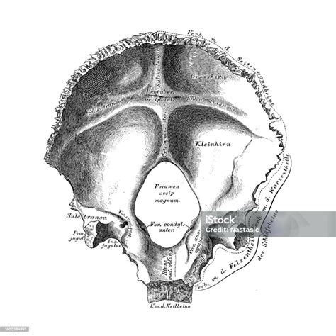 Occipital Bone Os Occipitale From The Front Stock Illustration ...