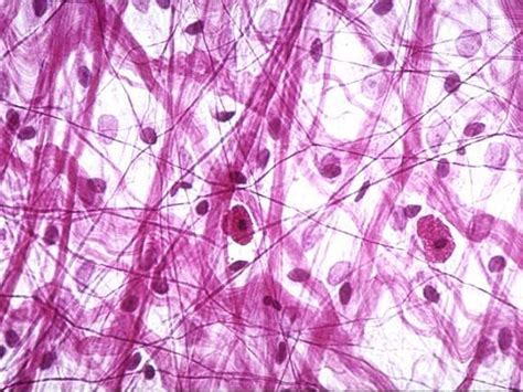 Image result for Different Tissues Under Microscope