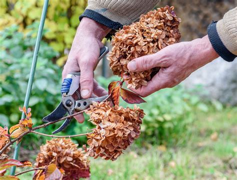 Should You Prune Hydrangeas In The Fall? - Backyard Boss