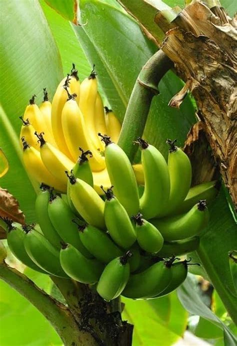 Greenursery Grand Naine G9 Variety Banana Variety Plants & Tree Live ...