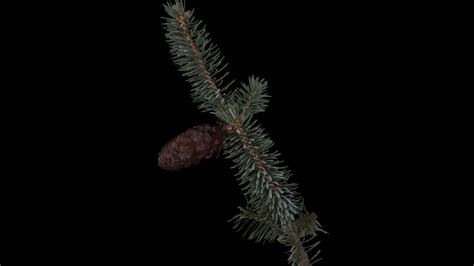 Picea sitchensis (Sitka spruce) - 3D model by Cal Poly Humboldt Library ...