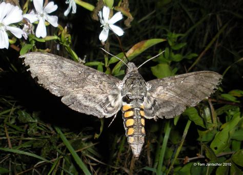 Carolina sphinx Manduca sexta (Linnaeus, 1763) | Butterflies and Moths ...