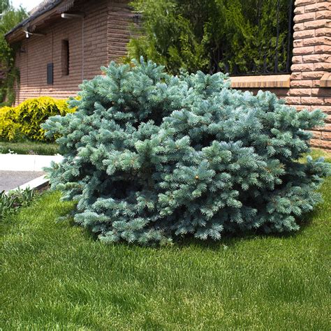 Pringles Dwarf Podocarpus Shrubs for Sale | FastGrowingTrees.com