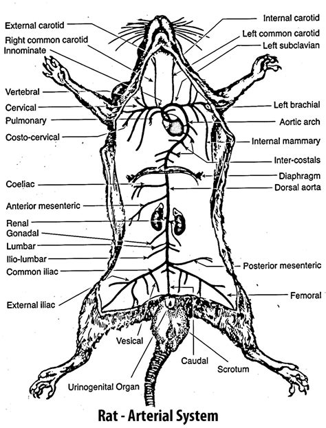 Rat Dissection Thoracic Cavity Circulatory System