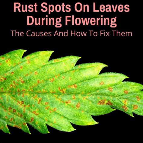 Rust Spots On Leaves During Flowering (The Causes And How To Fix Them)