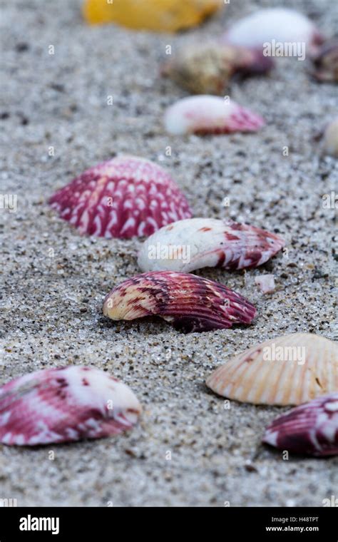 Image result for Colorful Sea Shells On Beach