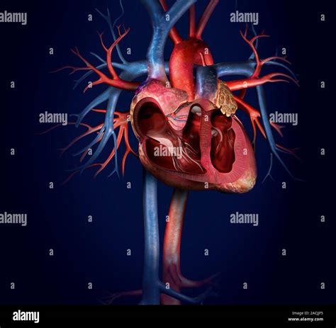 Image result for Computer Human Heart Model