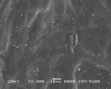 Scanning Electron Micrograph 的图像结果