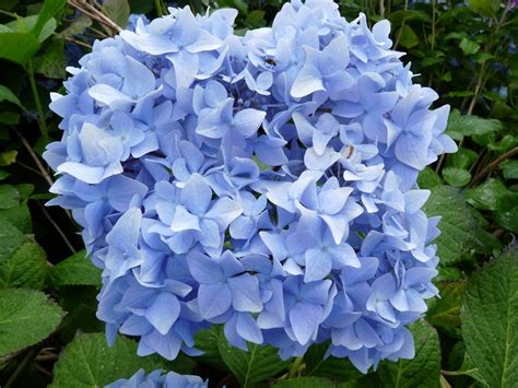 Nikko Blue - Hydrangea macrophylla (Fleurs rondes) - Hortensias du Haut ...