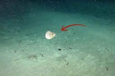 Image result for Ancient Shell Sea Creature