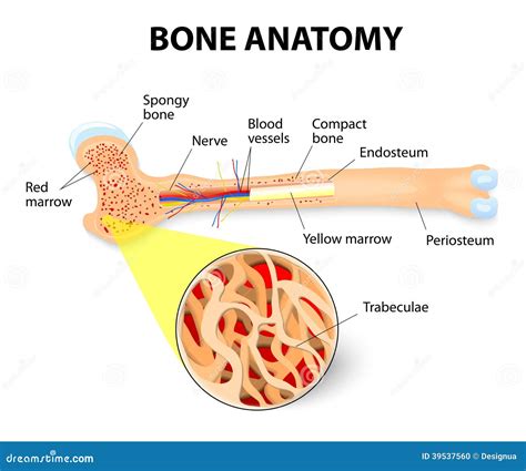 Bone anatomy stock vector. Illustration of marrow, body - 39537560