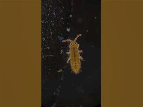 Image result for Green Springtail