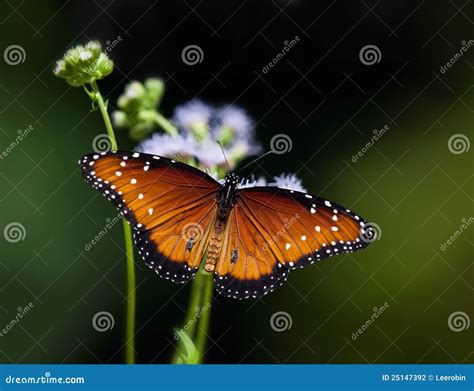 Queen Butterfly, Danaus Gilippus Stock Photo - Image of small, green: 25147392