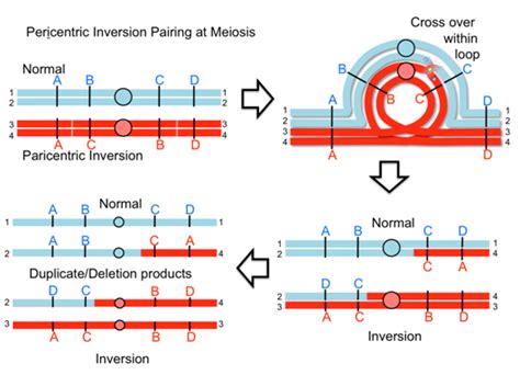Image result for Inversion Loop Genetics