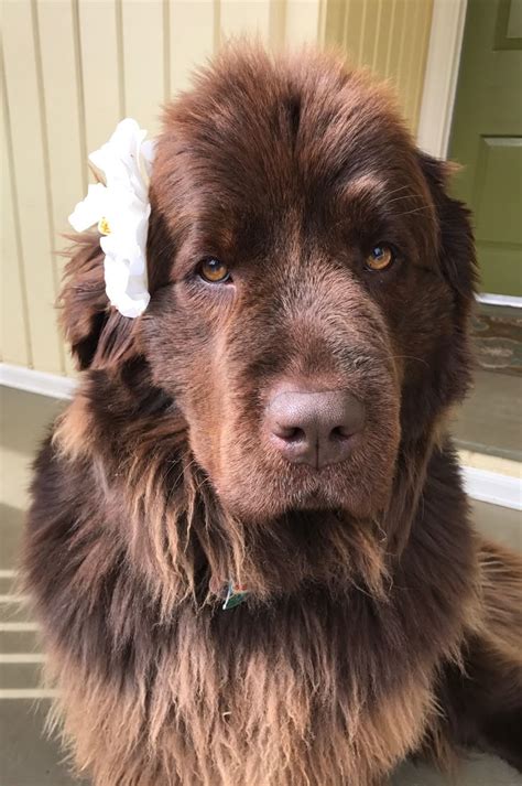 Are Newfoundland Dogs Cuddly