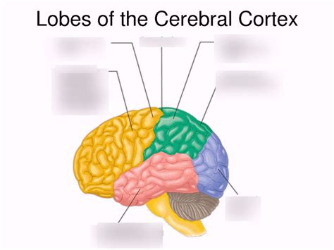 Cortex 的图像结果