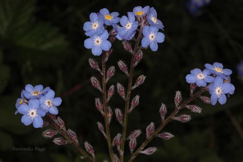 India Flora Online