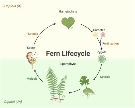 Life Cycle In Ferns