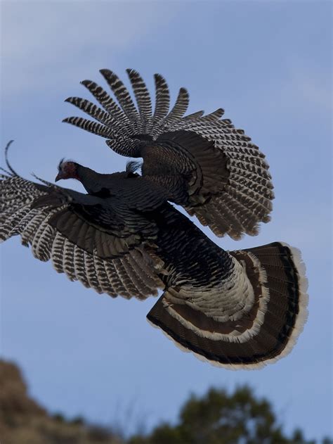 Wild Turkeys Flying