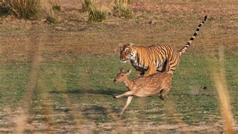 Image result for Piecewise Function Python