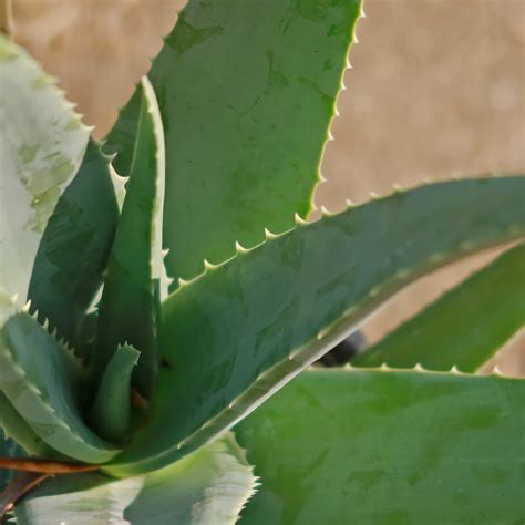 Buy 'Large Aloe Vera Plants - Aloe barbadensis' Care and Growing Guide ...