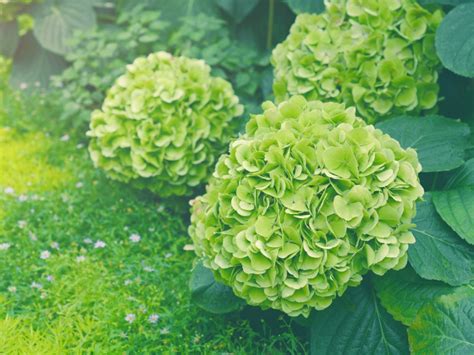 Green Hydrangea Flowers: Why Do Hydrangea Bloom Green | Gardening Know How