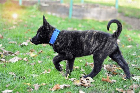 5 Dutch Shepherd Breeders With An Outstanding Reputation