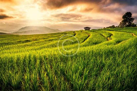 Natural Farming Methods 的图像结果