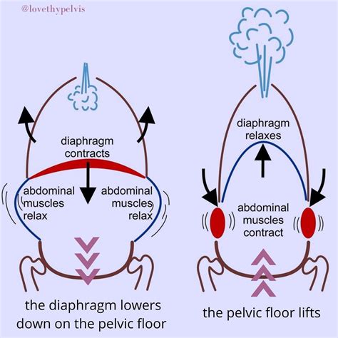 Diaphragmatic Breathing, Pilates Reformer, Abdominal Muscles, Pelvic ...