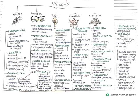 The 5 kingdoms(MINDMAP) - Biology - Stuvia US