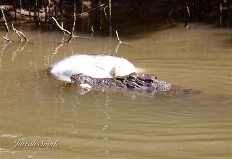 DAINTREE RIVER CRUISE CENTRE (Updated 2026) All You Need to Know BEFORE ...