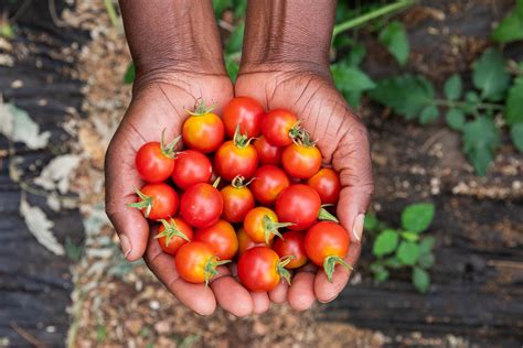 Haiti Agriculture