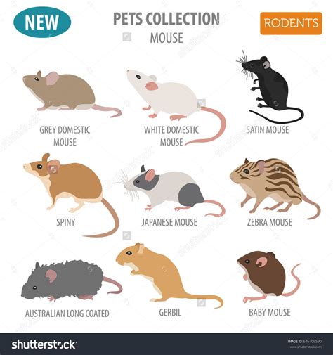 Different Types of Mice and Their Names