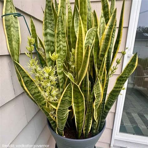 10 Tips To Make A Snake Plant Bloom » Simplify Plants