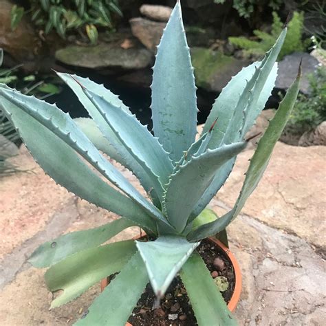 Agave 'Moonshine' - Gabbar Farms